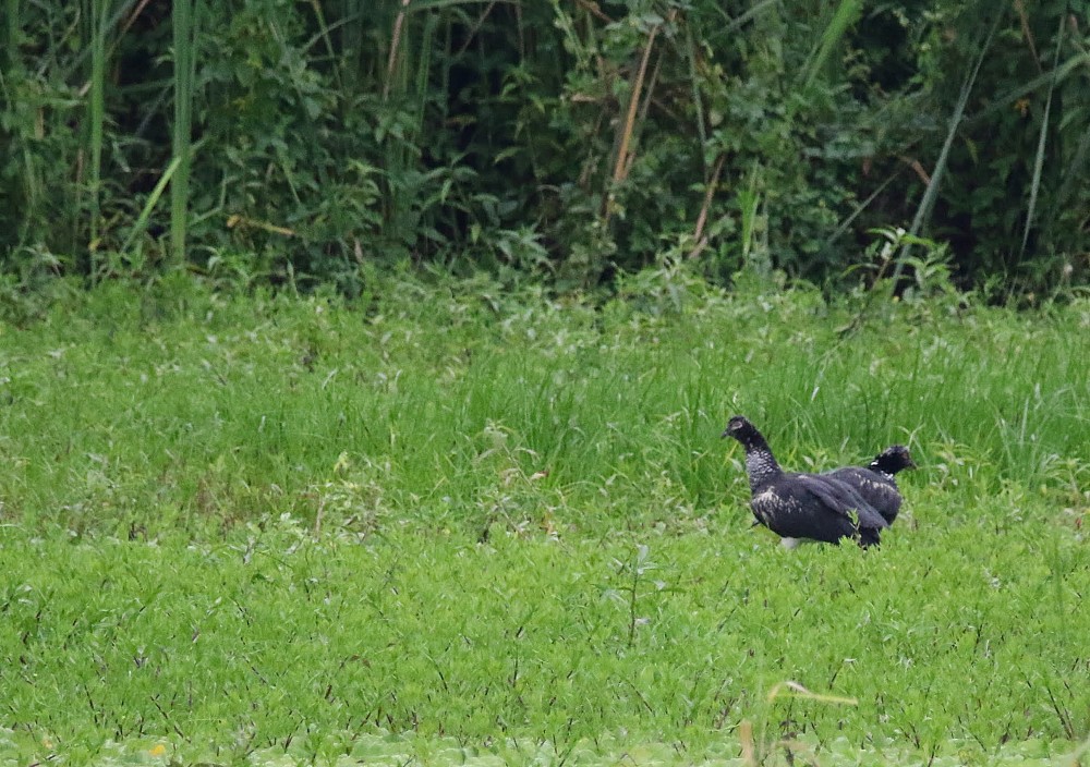 Horned Screamer