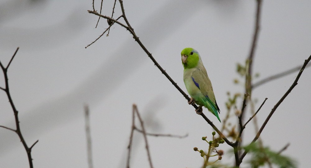 Pacific Parrotlet