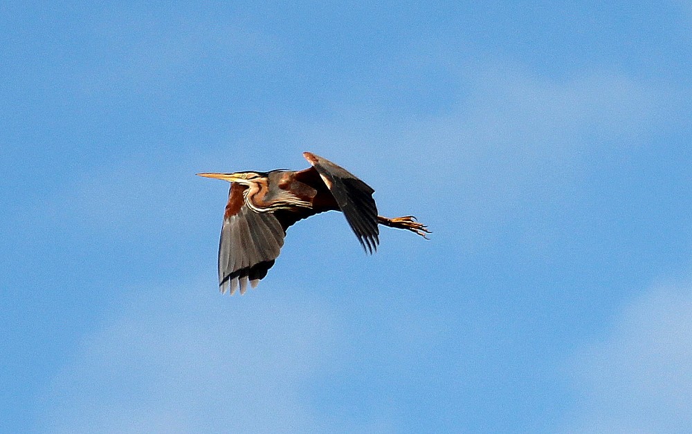 Purple Heron