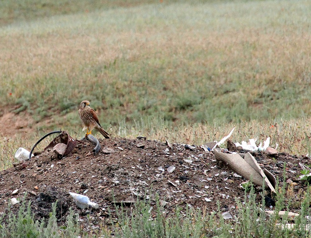 Lesser Kestrel