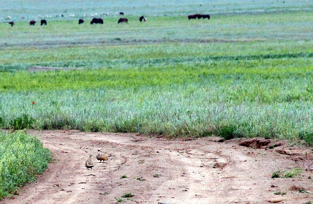 Black-bellied Sandgrouse