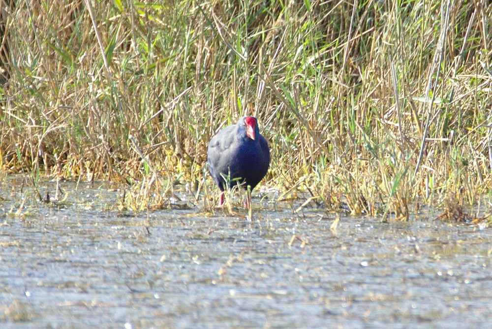 Purple Swamphen