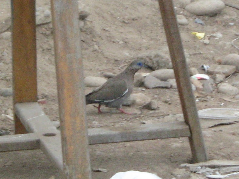 West Peruvian Dove