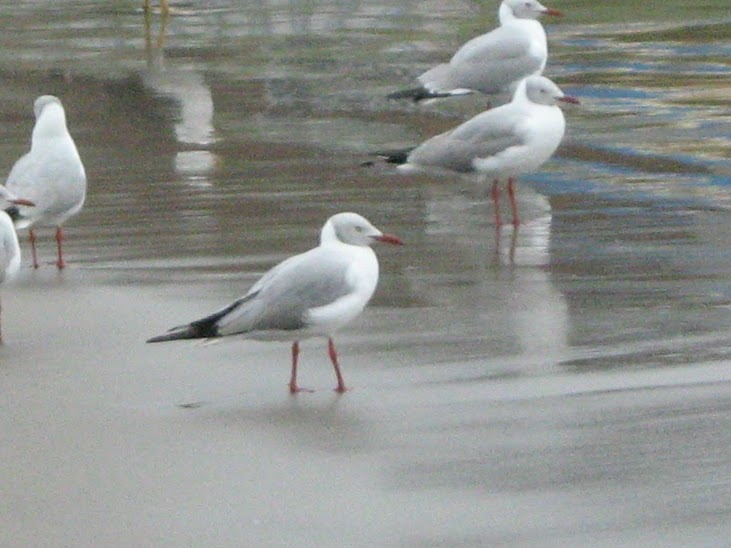 Gaivota-de-cabeça-cinza