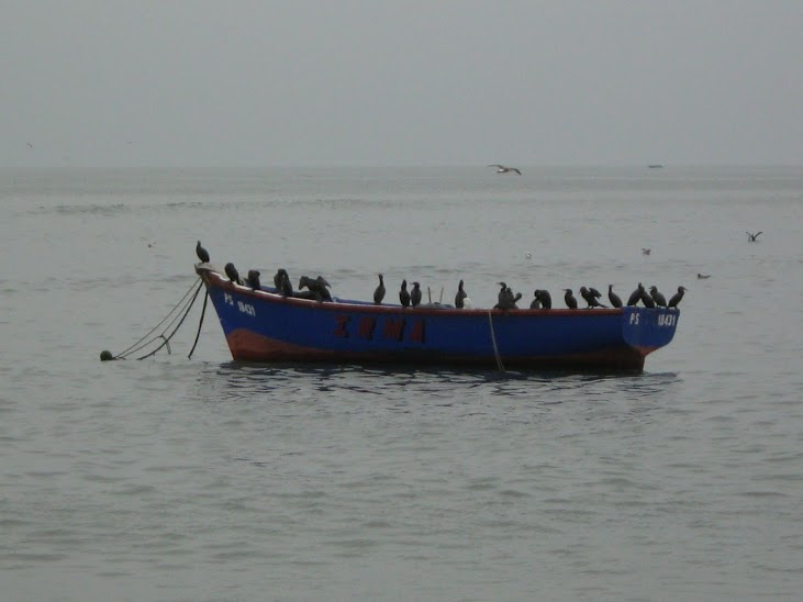 Neotropic Cormorant