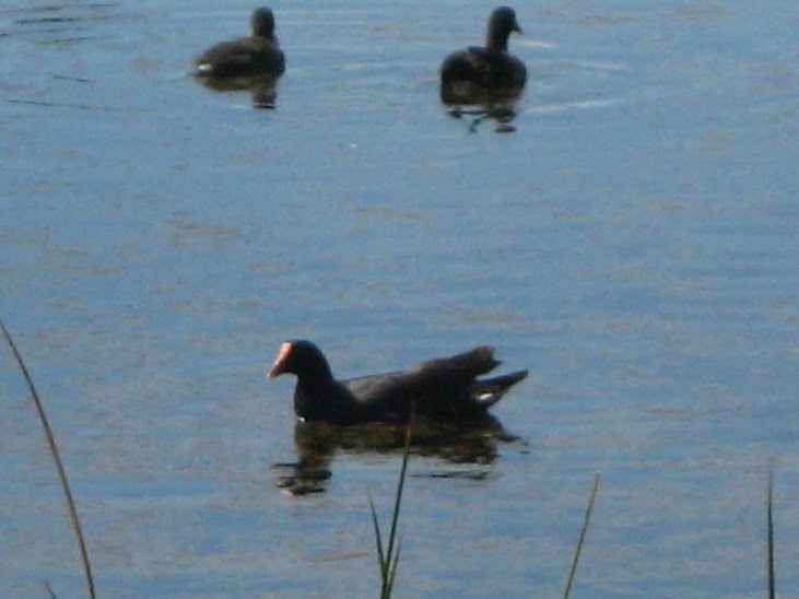 Slate-colored Coot