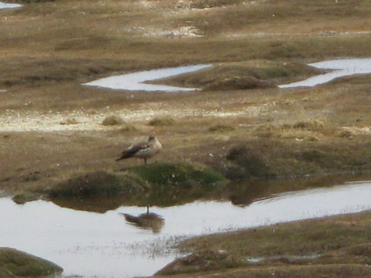 Peru (Peru)