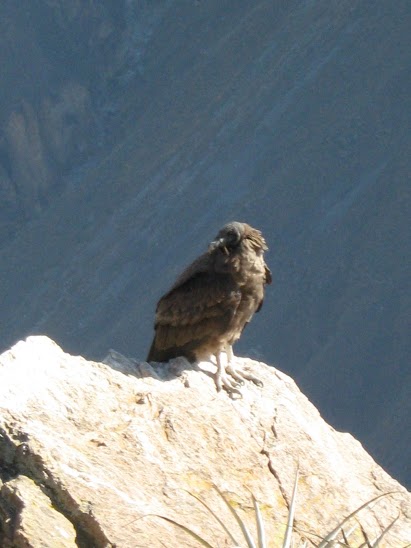 Condor delle Ande
