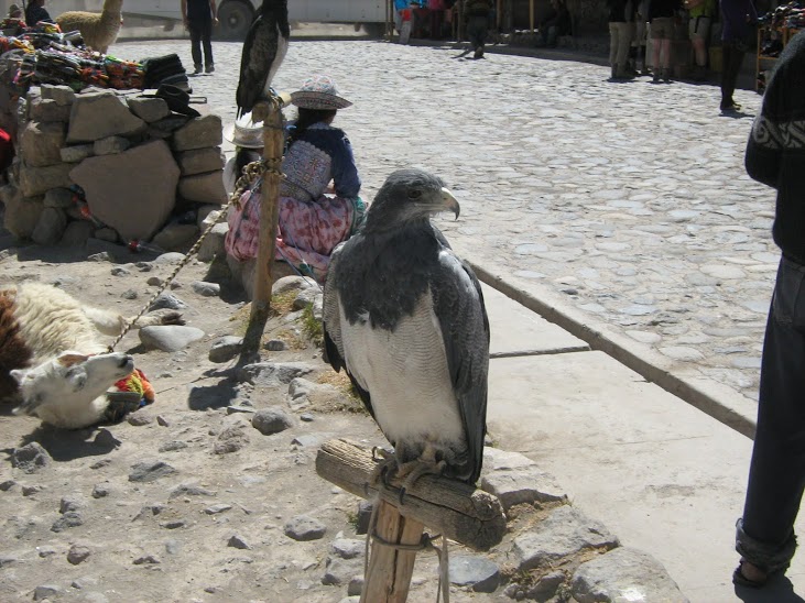 Aquila poiana pettonero