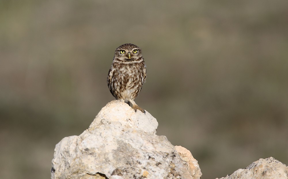 Lagune de Gallocanta (Spanien)