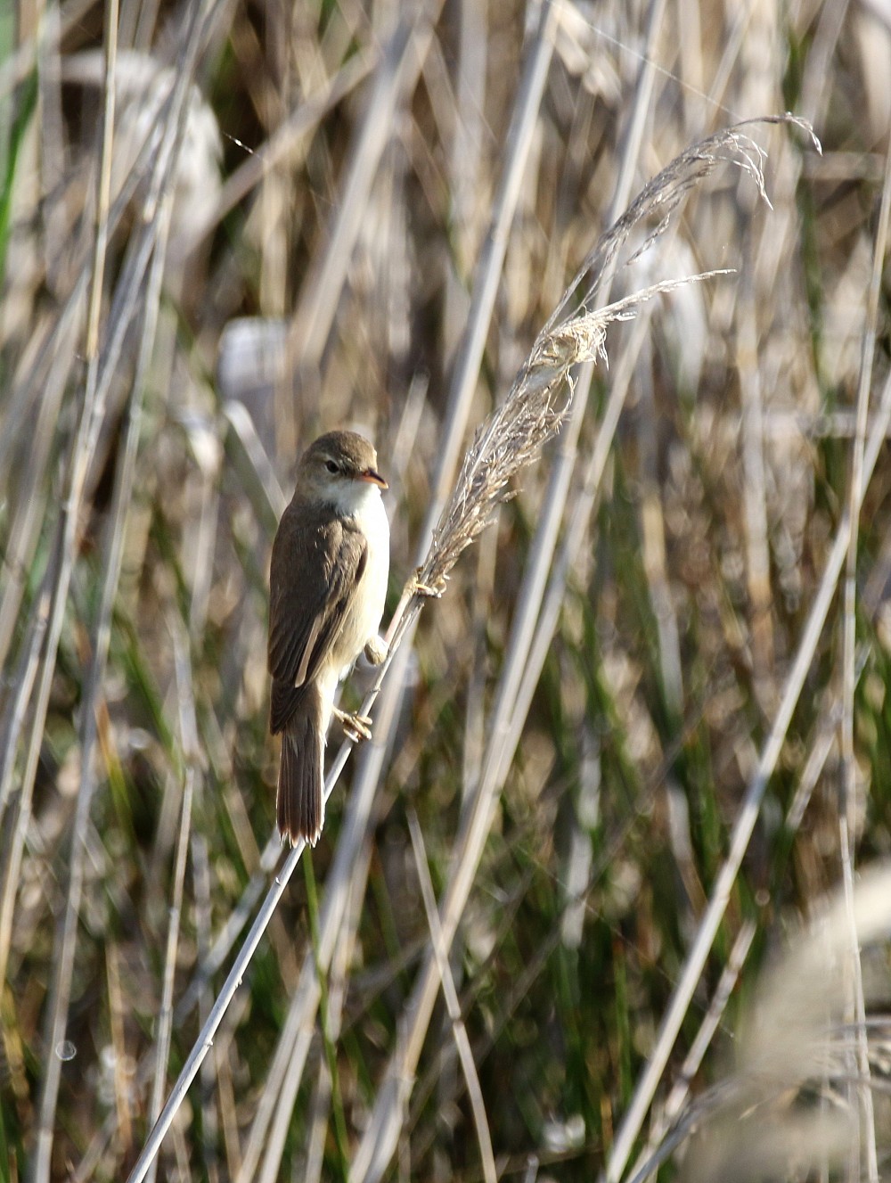 Lagune de Gallocanta (Espanha)