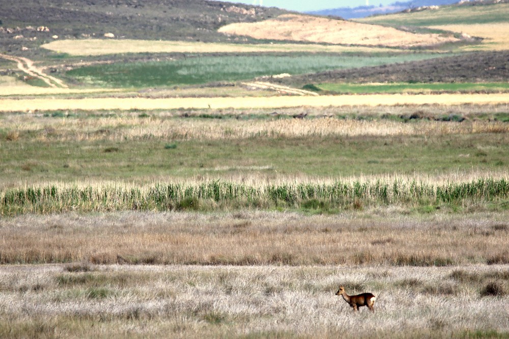 Lagune de Gallocanta (Espanha)