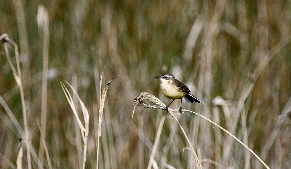 Lagune de Gallocanta (Spanien)