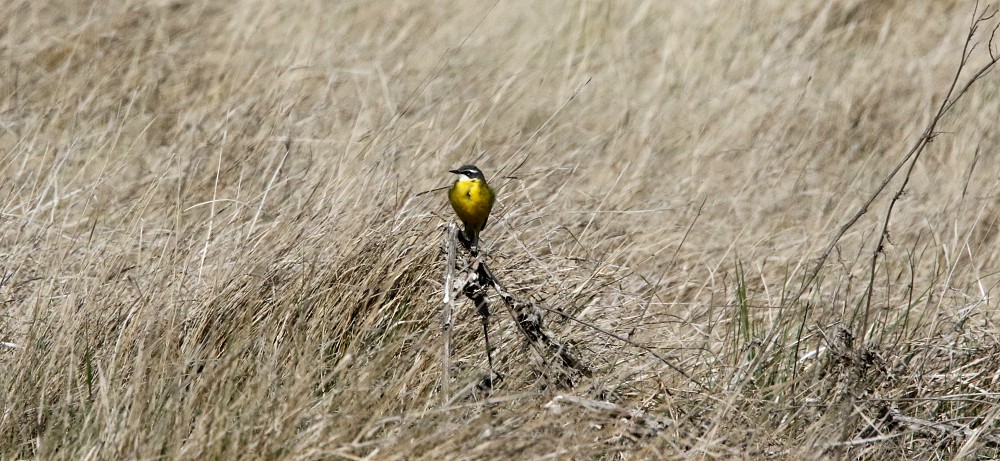 Lagune de Gallocanta (Espanha)