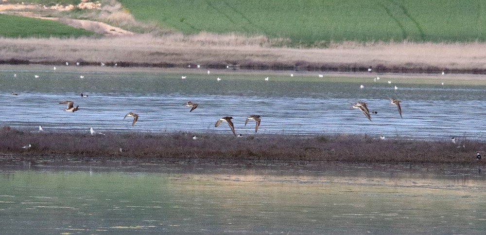 Lagune de Gallocanta (Espanha)