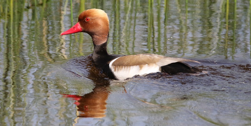 Red-crested Pochard