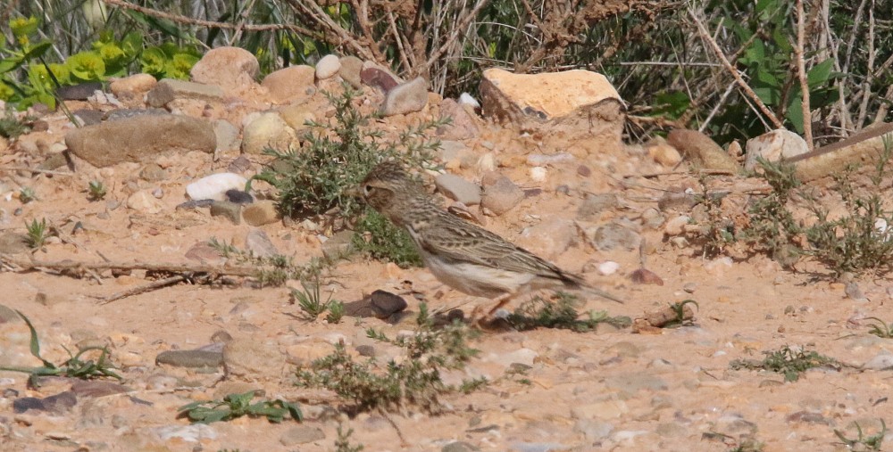 El Planeron (Spanien)