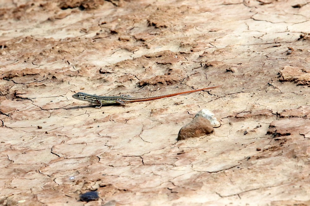 El Planeron (Spanien)