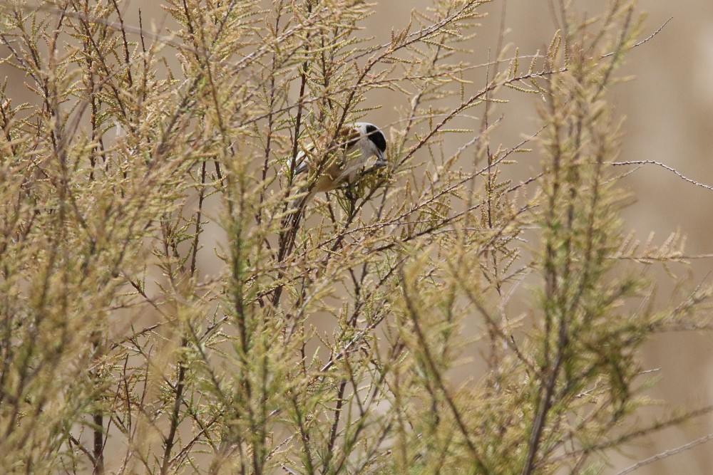 Lagunilla Candasnos (Spanien)