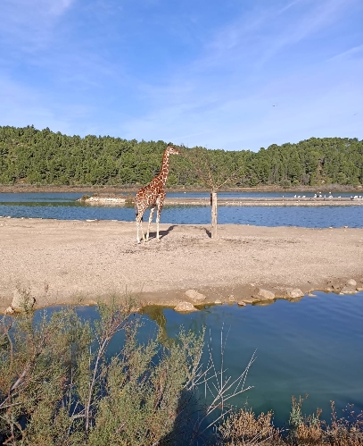 Réserve de Sigean (France)