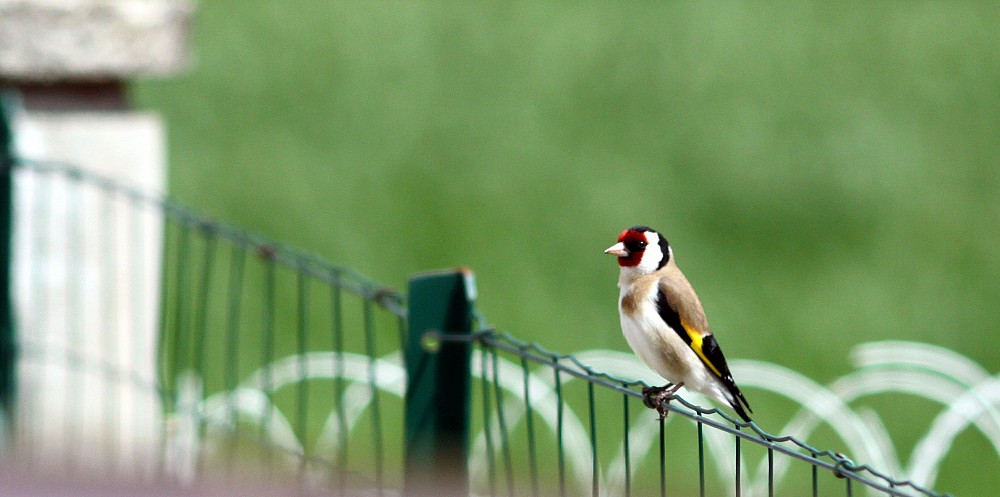 European Goldfinch