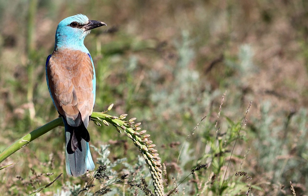 European Roller