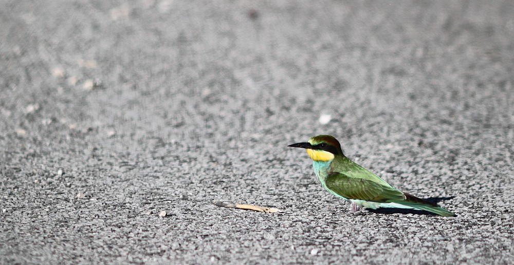 European Bee-eater