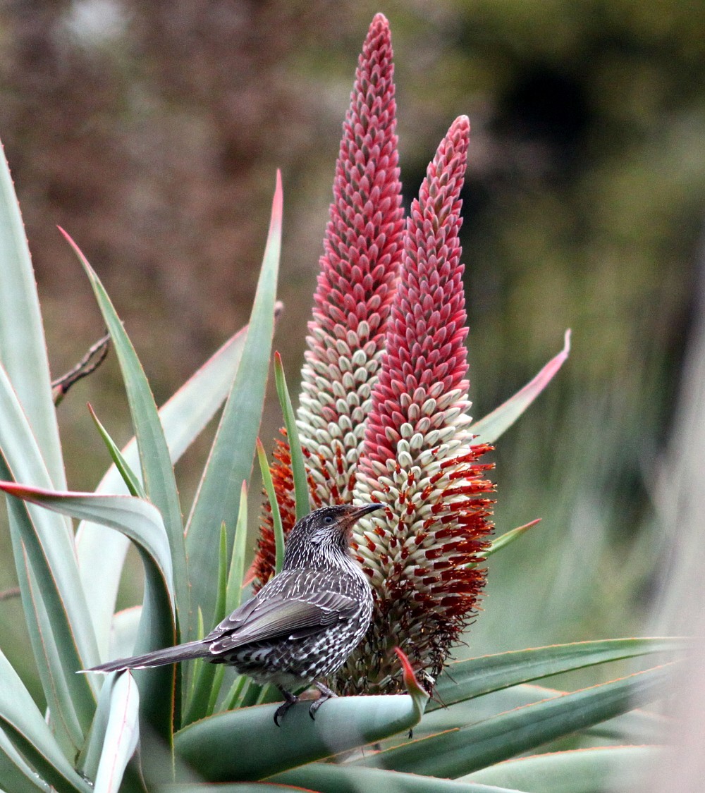 Little Wattlebird