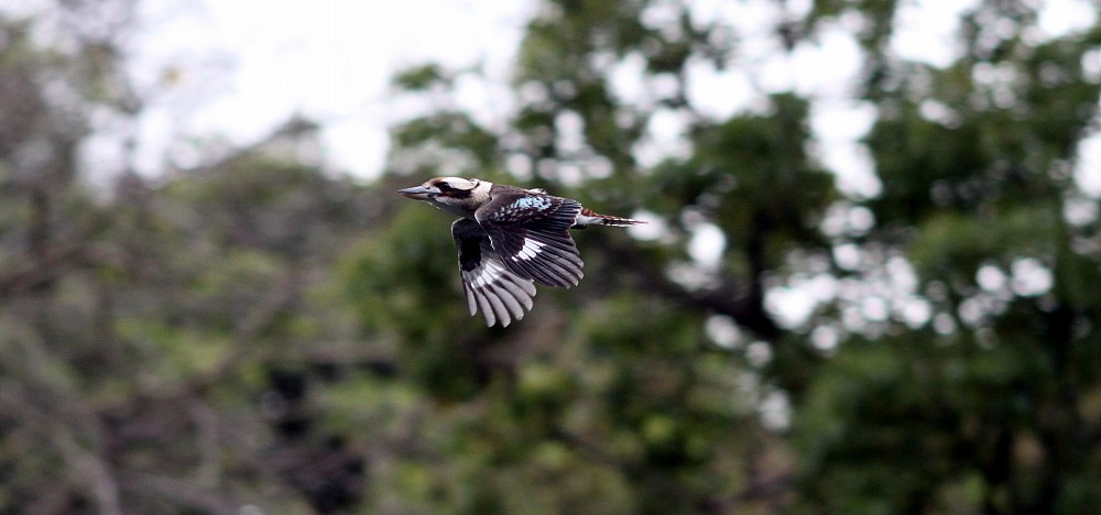 Laughing Kookaburra