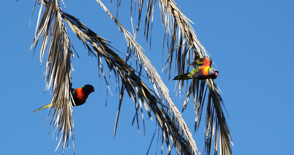 Rainbow Lorikeet