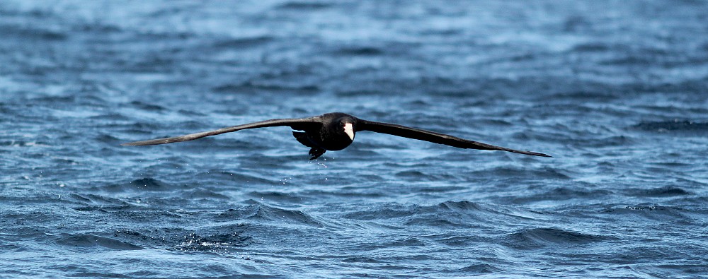 Southern Giant-Petrel