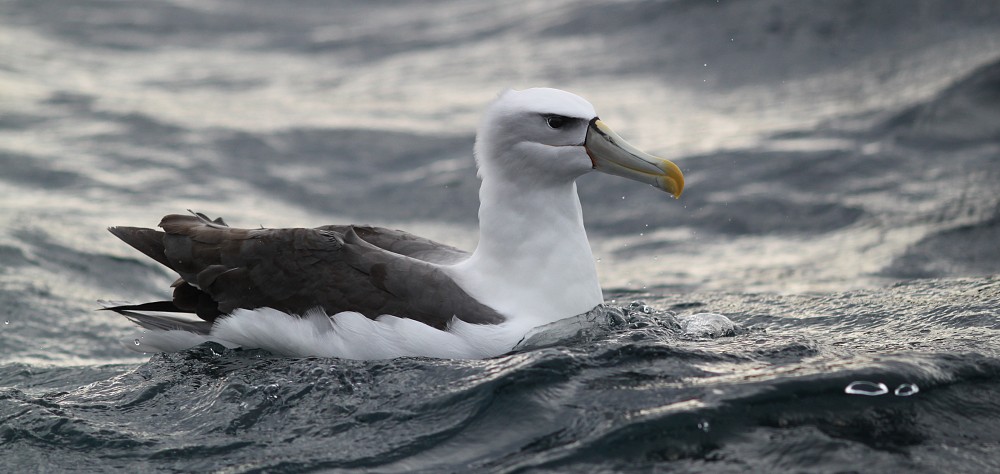 White-capped Albatross