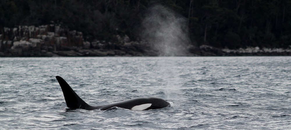 Tasman Cruise (boat trip Tasmania) (Australia)