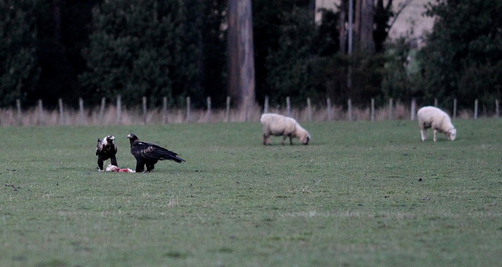 Wedge-tailed Eagle