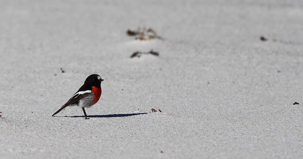 Scarlet Robin