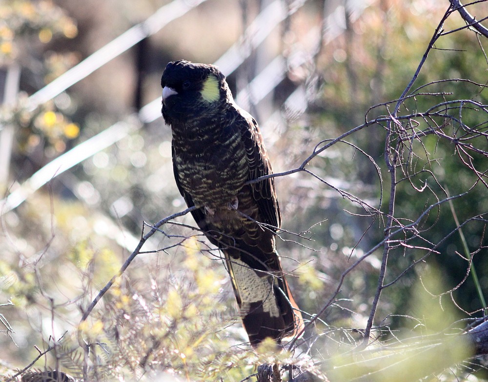 Yellow-tailed Black-Cockatoo