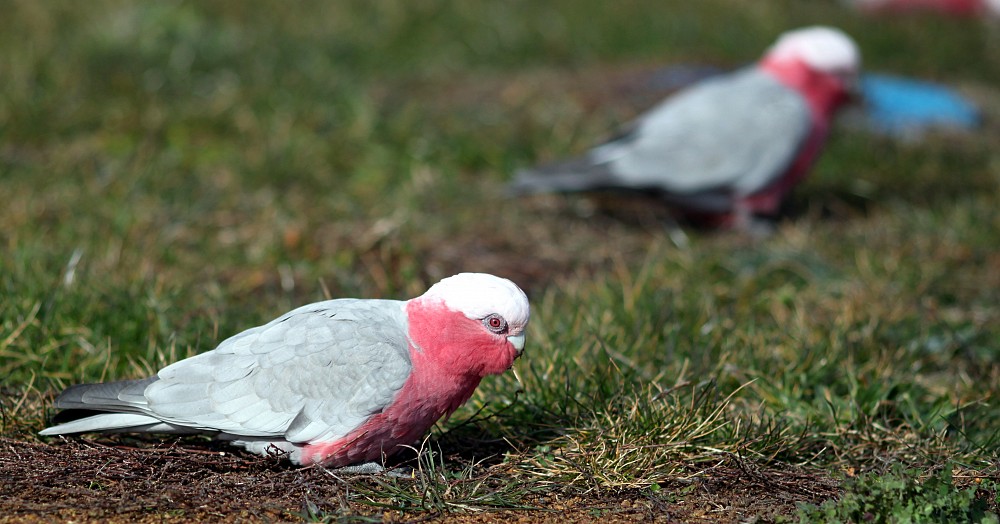 Galah