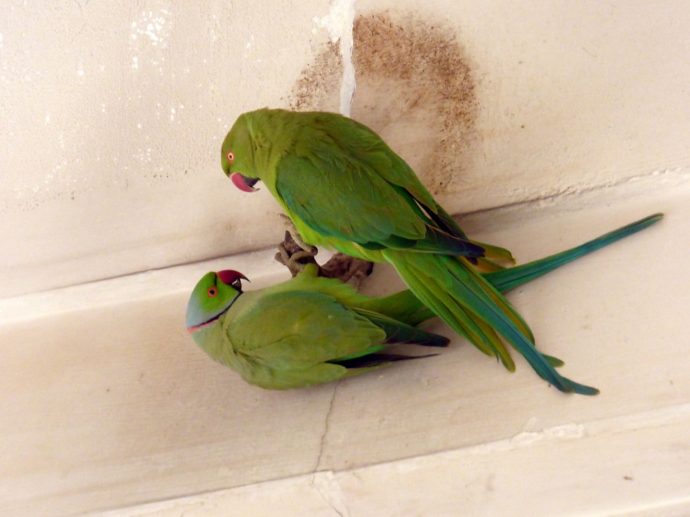 Rose-ringed Parakeet