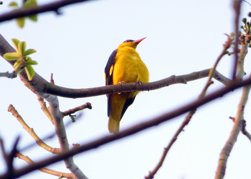 Eurasian Golden Oriole