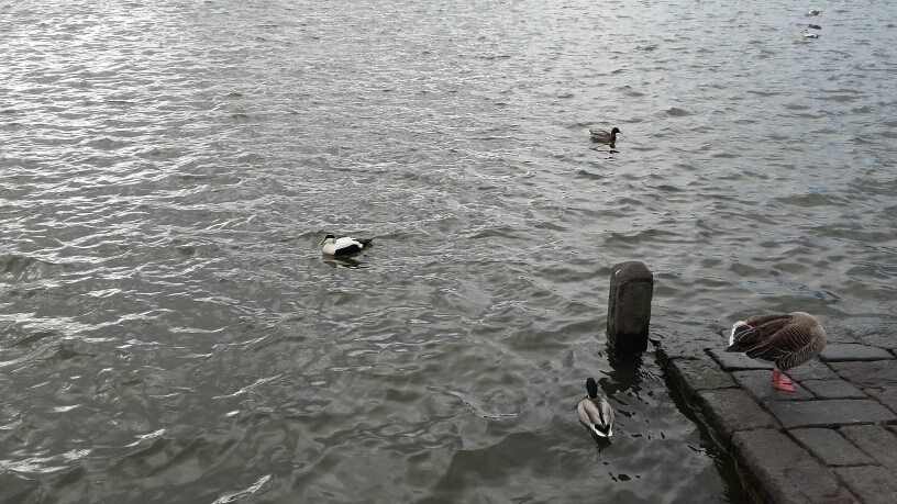 Common Eider