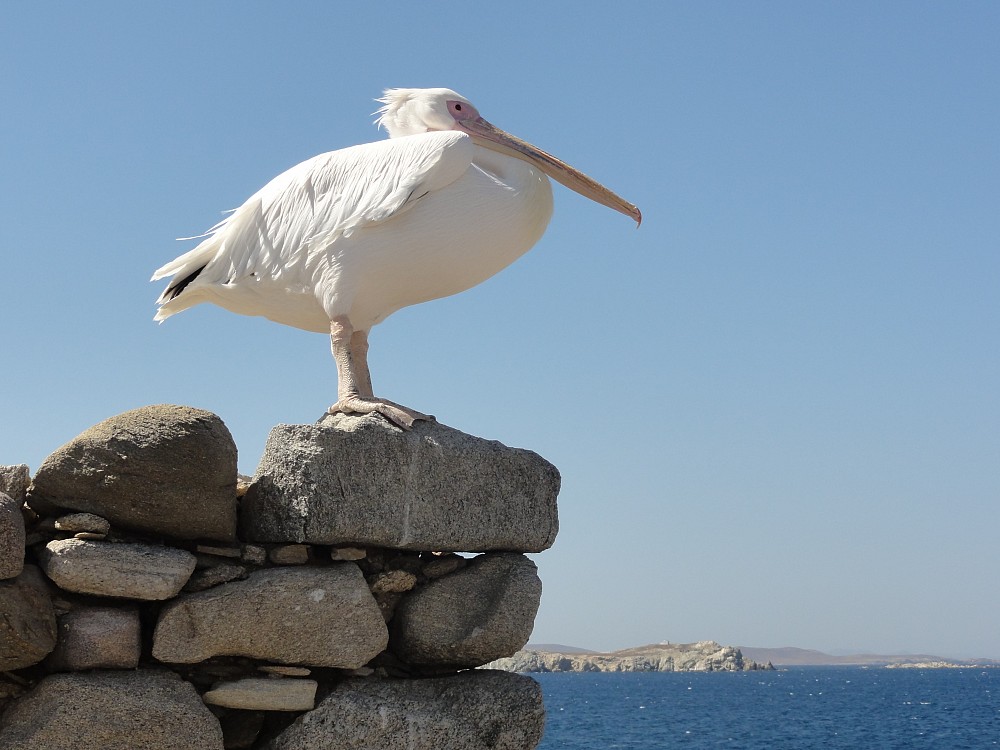 Great White Pelican