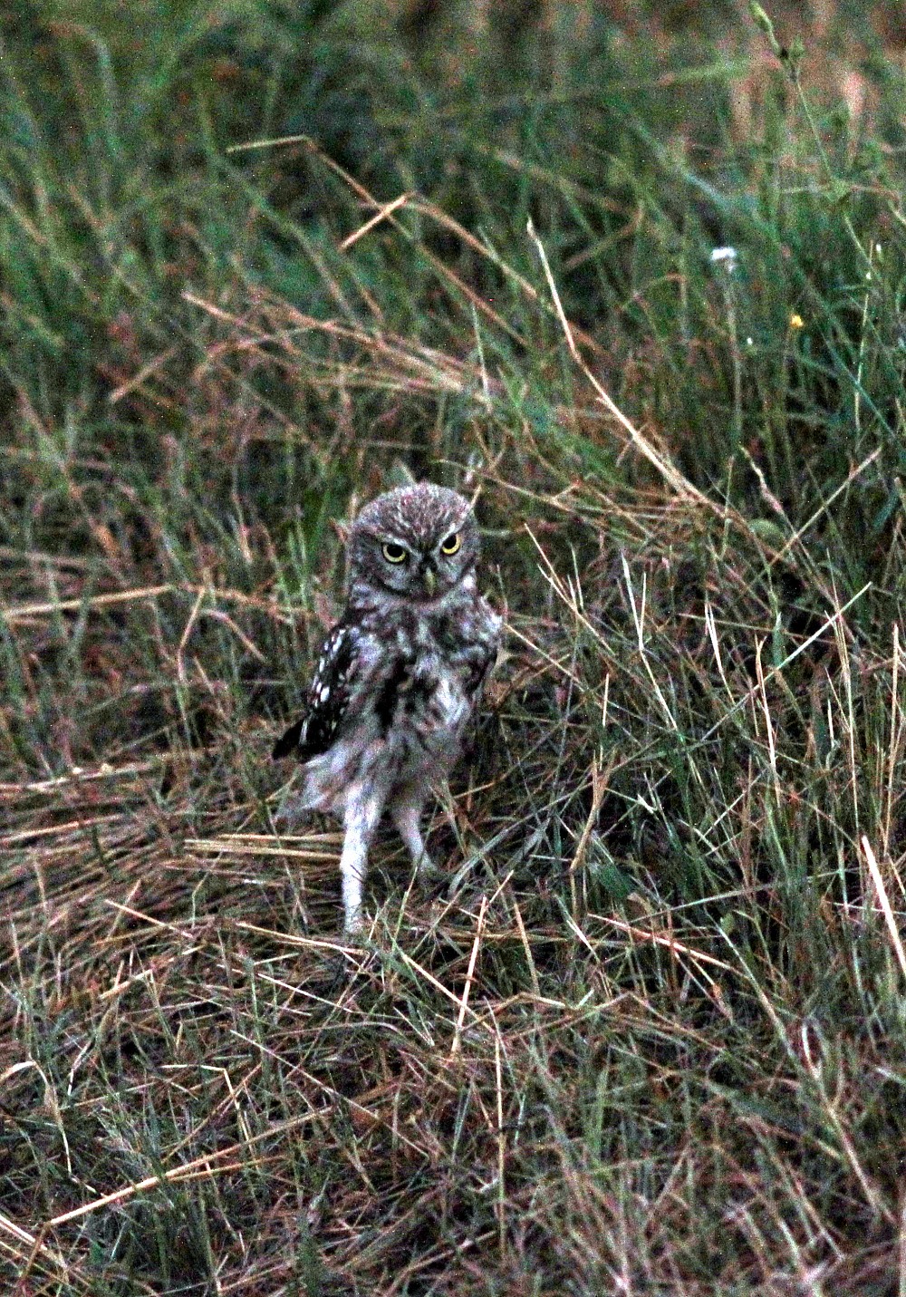 Mochuelo europeo