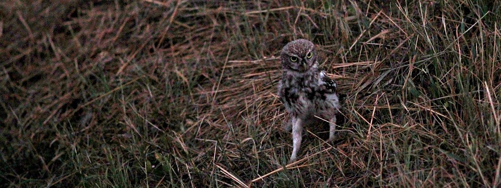 Little Owl