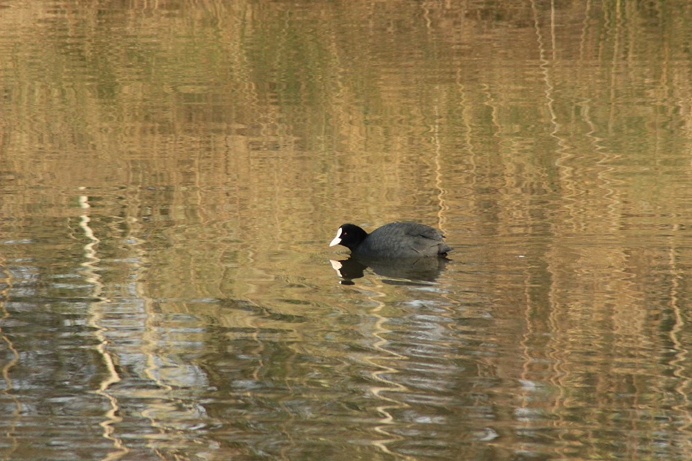 Foulque macroule