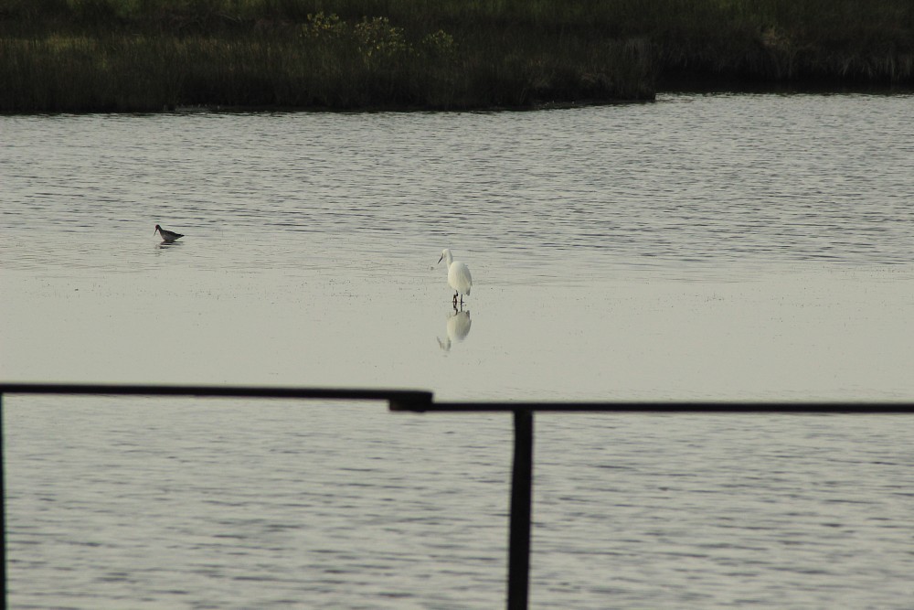 Aigrette garzette