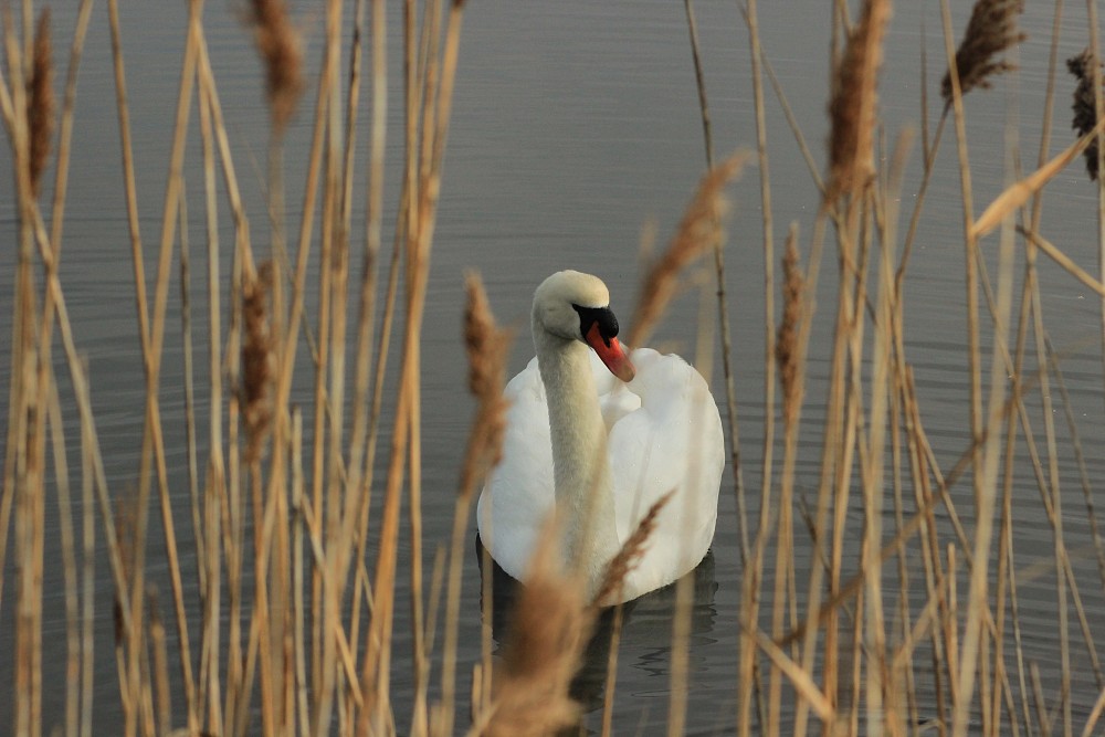 Höckerschwan