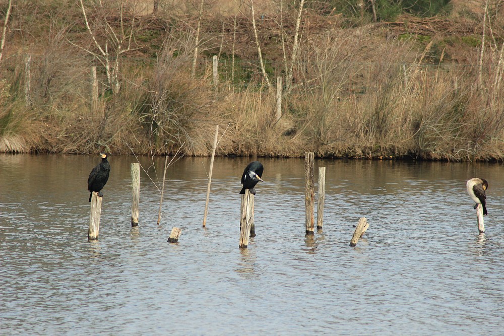 European Shag