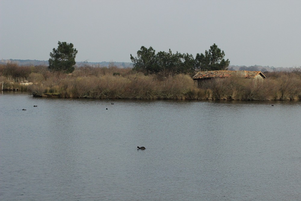 Le Teich (Francia)