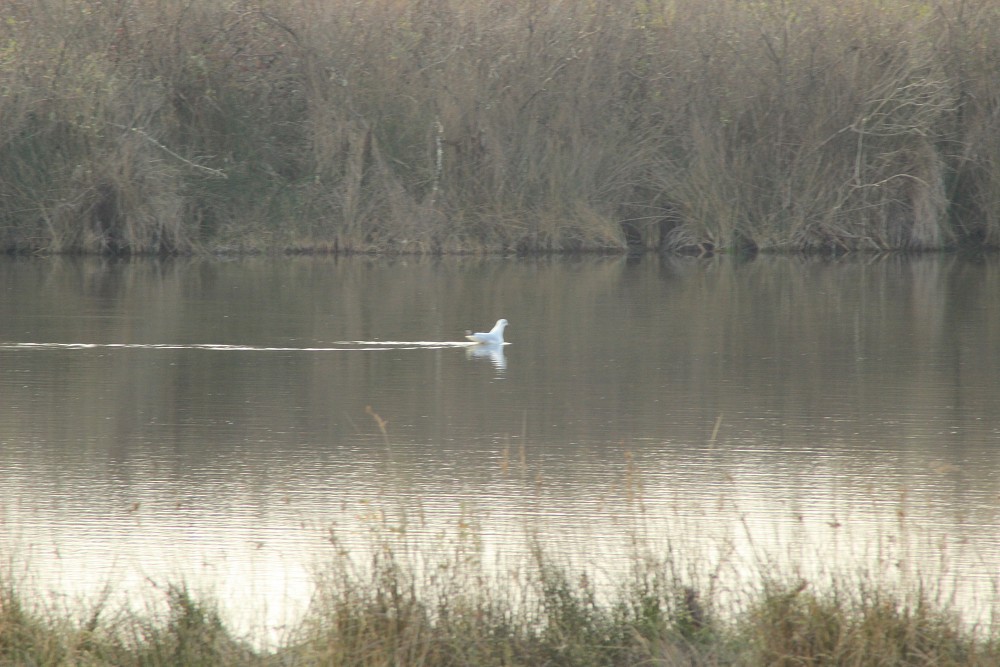 Mouette rieuse