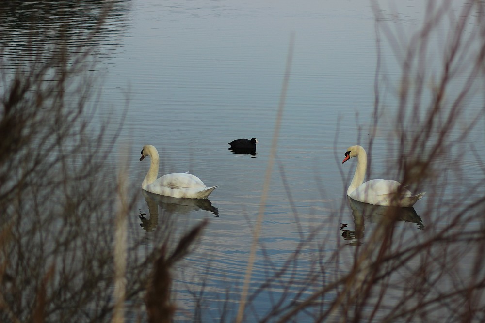 Höckerschwan